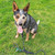 Yogi the Blue Heeler looks great wearing our Green Balls knotted climbing rope dog leash. 
