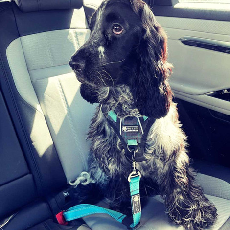 Keep Your Dog Safe While Driving – It’s the Law
