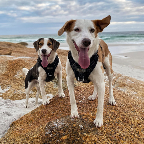 Exploring Dog Friendly Tasmania