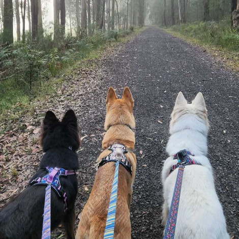Escape Proof Confidence With Anti Escape Dog Harness