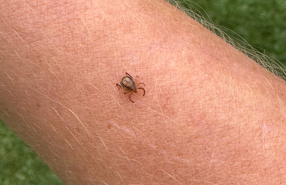 Dangers Of Paralysis Ticks To Dogs In Australia