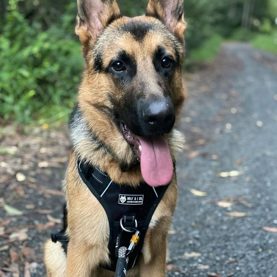 Kylo wears the Premium Extra Large Midnight Reflective No Pull Dog Harness by Wolf & I Co.