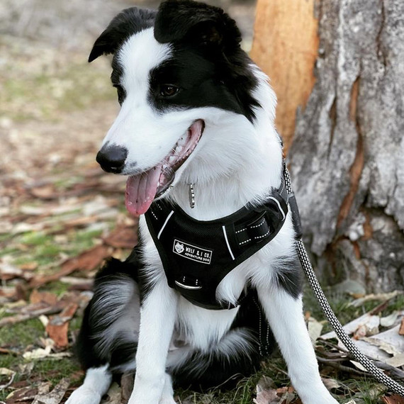 Nellie the Border Collie lookin' sharp in her Premium Wolf & I Co. Adventure Dog Gear