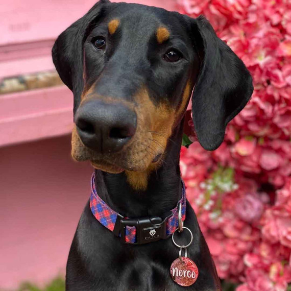 Norco looking dapper in his Highlander dog collar by Wolf & I Co.
