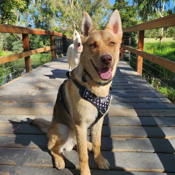 Luca the adventure dog exploring with his best mate Aura in his Premium Wolf & I Co. no-pull dog harness. Suits GSD, Shepherds and other active large breeds.