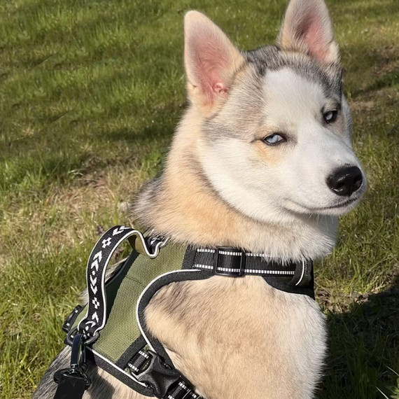 Theo loves exploring in the large Olive harness.