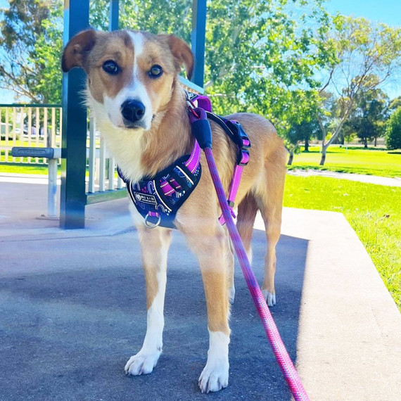 Chai in her new harness “Heart Throb” Absolutely loving it and strutting my stuff around the park.