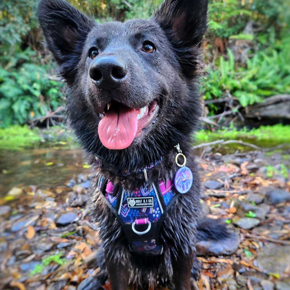 Kali wears the Premium Heart Throb Front Clip Dog Harness and Heart Throb Dog Collar on her adventures.