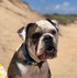 Super dog model, Murphy the Bulldog in his strong dog collar by Wolf & I Co.