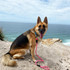 Alex the Dawg exploring with her beach pink dog leash.