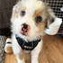 The cutest aussie puppy in the Midnight Reflective No Pull Puppy Harness by Wolf & I Co.