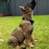 Choose the Black Wolf Tactical Dog Collar to ensure your new pup has the best quality dog collar.