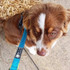 Aussie Dog Jarrah on a short training leash for Australian Shepherds.