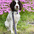 Lucy exploring in her palms springs five foot dog leash with carabiner clip.