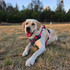 Eden wears the Extra Large No Pull Dog Harness on adventures to the dog park.