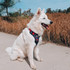 Maple the White Shepherd wears the Palm Springs harness for all her daily adventures