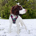 Lucy loves exploring in her palms springs dog harness.