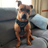 Wolf & I Co no pull dog harness. Designed for heavy pullers. Made for dogs.