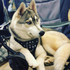 A front-attaching dog harness offers gentle control and encourages loose-leash walking, whilst avoiding pressure on your dog’s neck or back. The Best option for your dog.