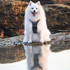 Premium Wolf & I Co. Dog Harness. Adjustable, durable and ready for adventure. 