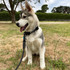 Takoda out exploring in his black rope dog leash and matching black tactical dog collar.