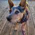 Yogi the blue heeler wears the Musk Cartel 6ft rope leash with the heart throb large harness.