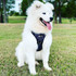 High quality premium Wolf & I C0.  Bear Claw Front Attaching Dog Harness.