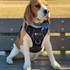 Milo loves to go to the dog park in his Bear Claw dog harness.