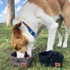 Byron gets his dog biscuits and water from the canvas dog travel bowls from Wolf & I Co.