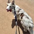 Dogs love the five foot black dog leash by Wolf & I Co.