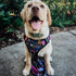 Butter the Labrador wears the Heart Throb Harness and matching dog leash.