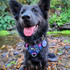 Kali wears the Premium Heart Throb Front Clip Dog Harness and Heart Throb Dog Collar on her adventures.