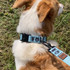 Byron wears the Agave matching dog leash and dog collar set by Wolf and i co.