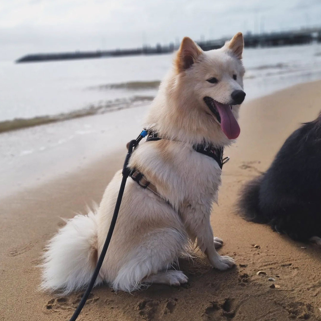 Anti Escape Dog Harness With Multiple Attachment Points