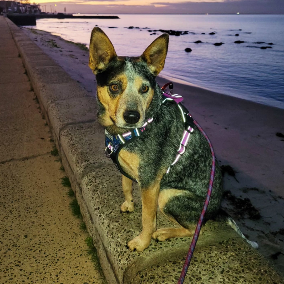 Anti Escape Dog Harness Reflective Secure 