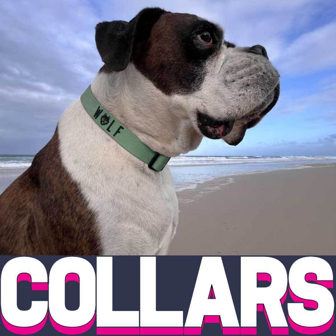 Shop 30% off dog collars with code: FF30