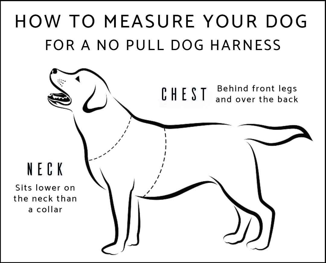 Wolf & I Co. Measuring Guide And Size Chart