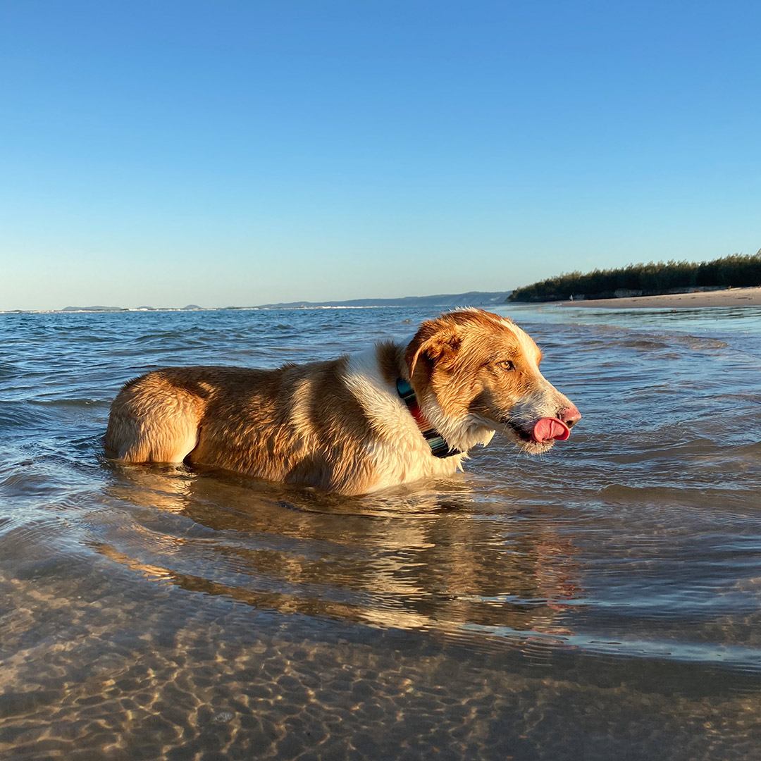 is salt water ok for dogs