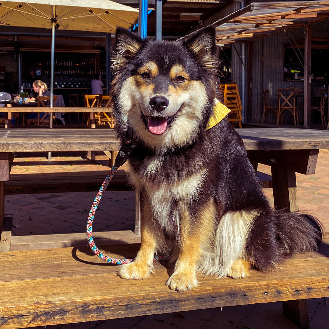 Holidaying with Dogs in Byron Bay