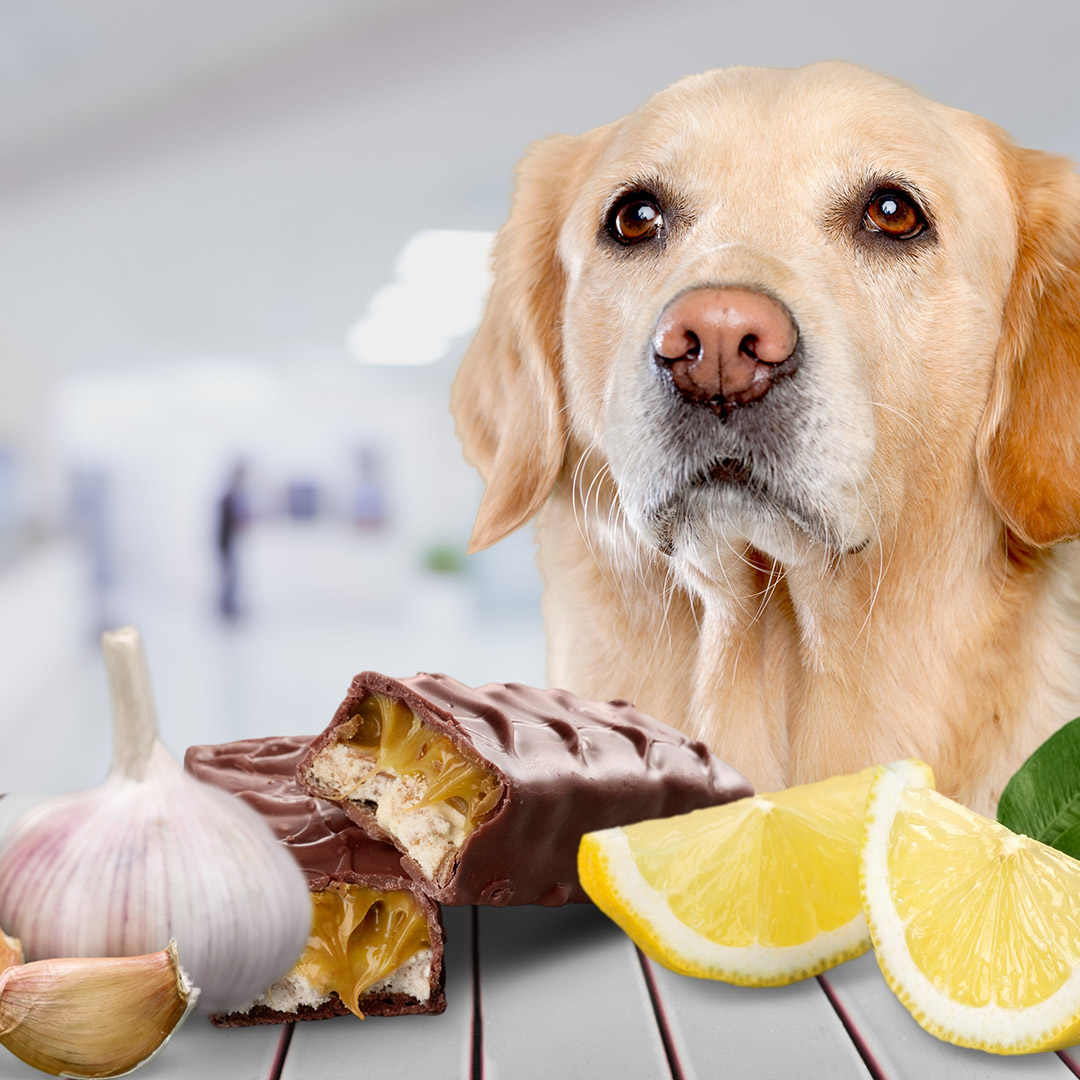 8 DANGEROUS FOODS FOR DOGS