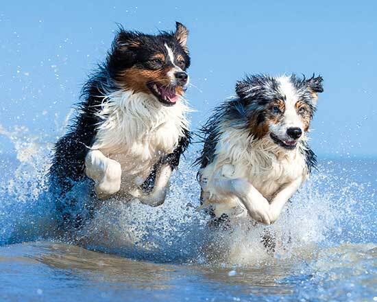 Spoil your dogs with water friendly dog gear this summer and save