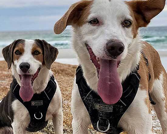 Subscribe for 20% off your first order