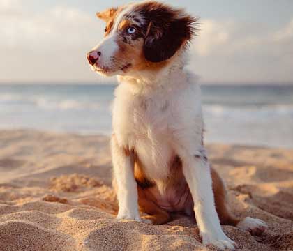 Spoil your dogs this christmas and save