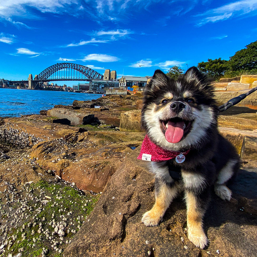 are dogs allowed in darling harbour