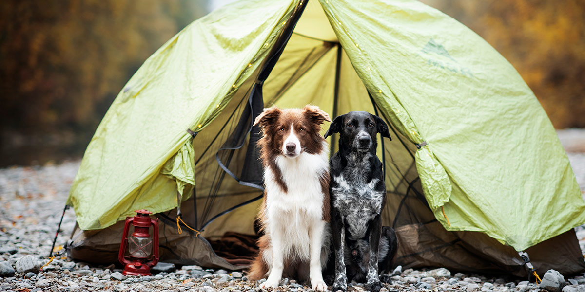 campingdogs.jpg