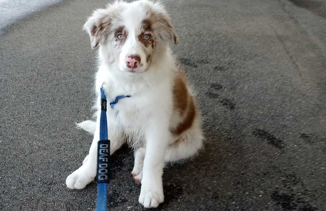 Deaf Pet Awareness Week Feat. Henry - Wolf & I Co.