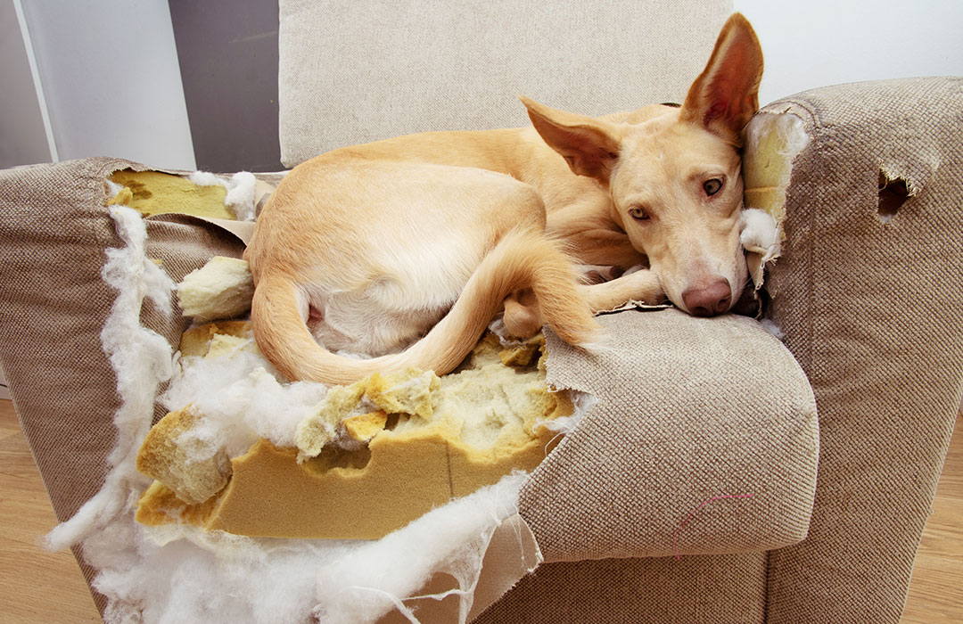 Dogs Behaving Badly | Tips To Improve Dog Boredom And Anxiety - Wolf ...