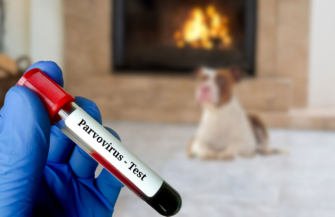 Wolves Parvo Parvovirus Explained - Wolf & I Co.