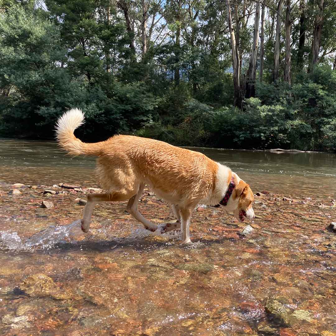 are dogs allowed in the vic high country