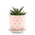 Mini Ceramic Plant Pot & Saucer - Liberte 3 - Red Flowers